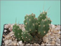 1201 Cumulopuntia  boliviana M0989 PICT3033